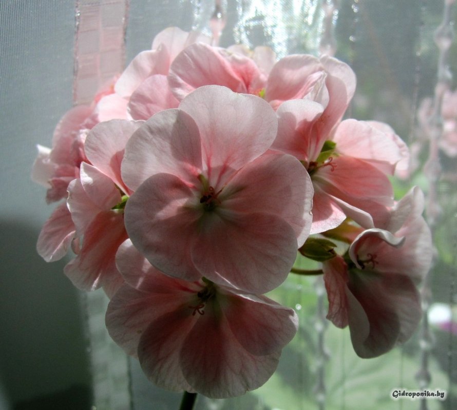 Maverick Light Salmon