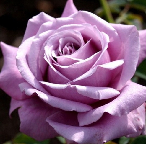 Синие розы Blue Perfume. Блю Парфюм.