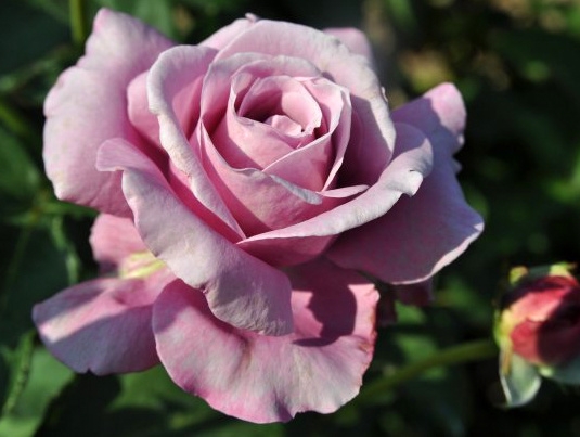 Синие розы Charles de Gaulle. Шарль де Голь.