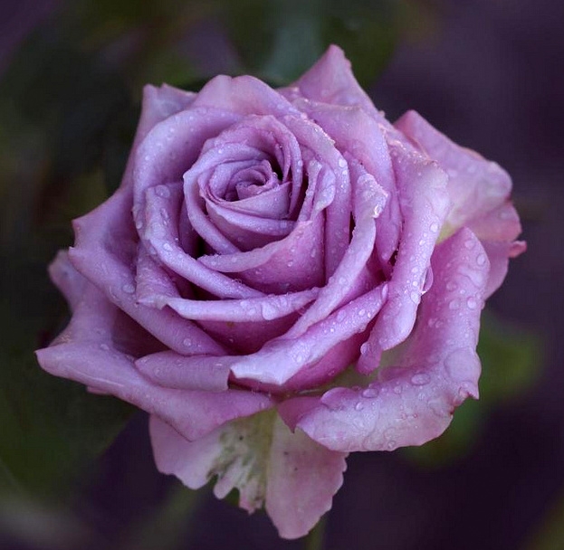 Синие розы Cool Water. Кул Ватер.