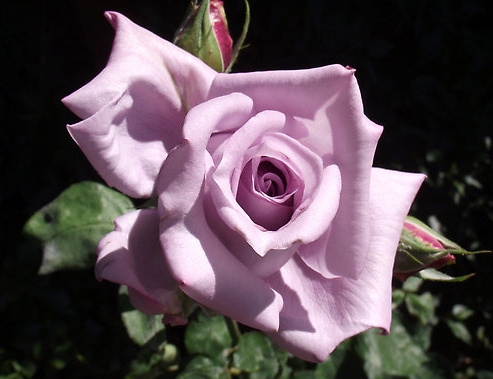 Синие розы. Леди Икс. lady X.