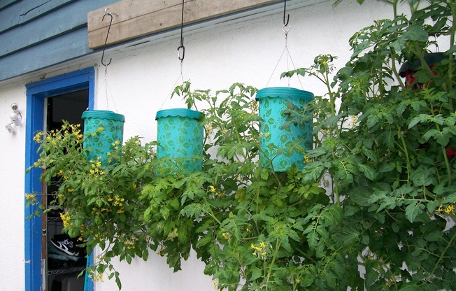 Выращивание растений вверх ногами