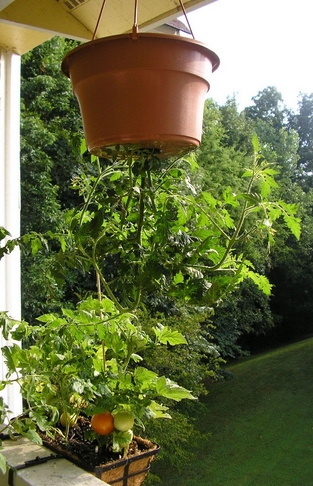 Выращивание растений вверх ногами