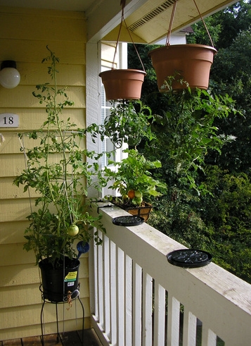 Выращивание растений вверх ногами