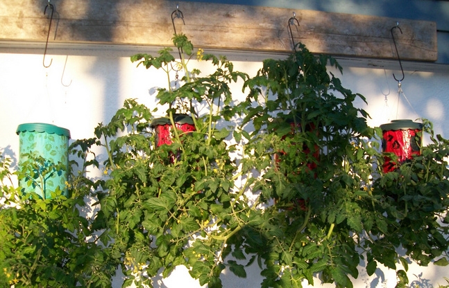 Выращивание растений вверх ногами