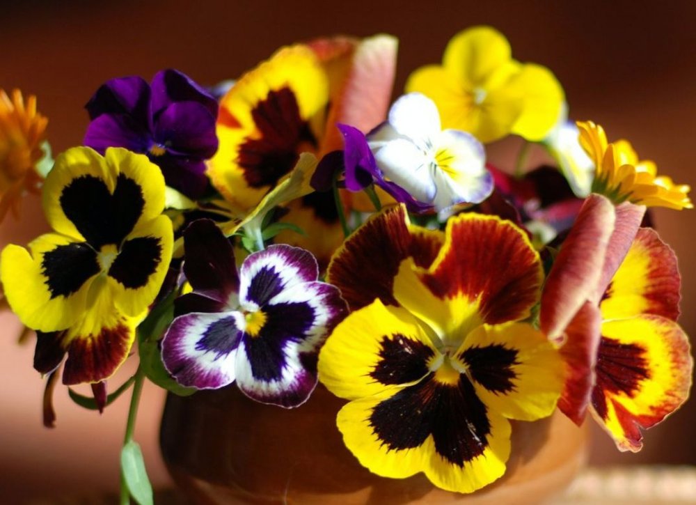 Анютины глазки