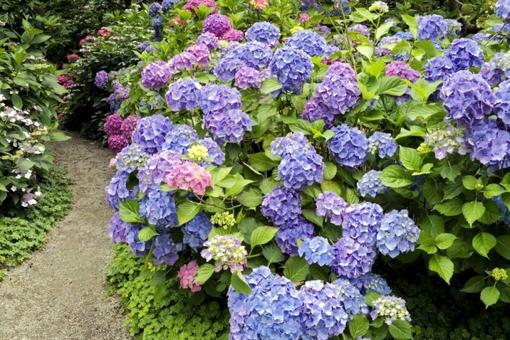 Садовые цветы