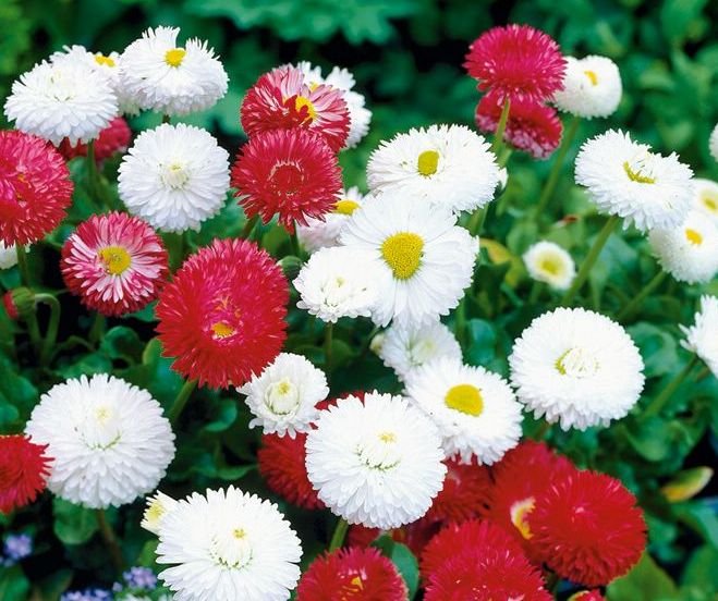 Маргаритка