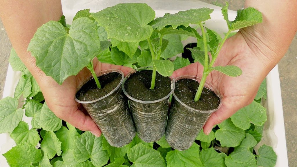 рассада огурцов для выращивания на подоконнике