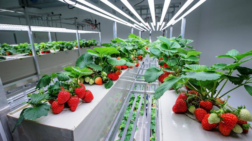 гидропоника клубника