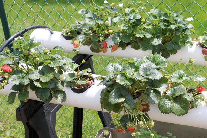 клубника на гидропонике