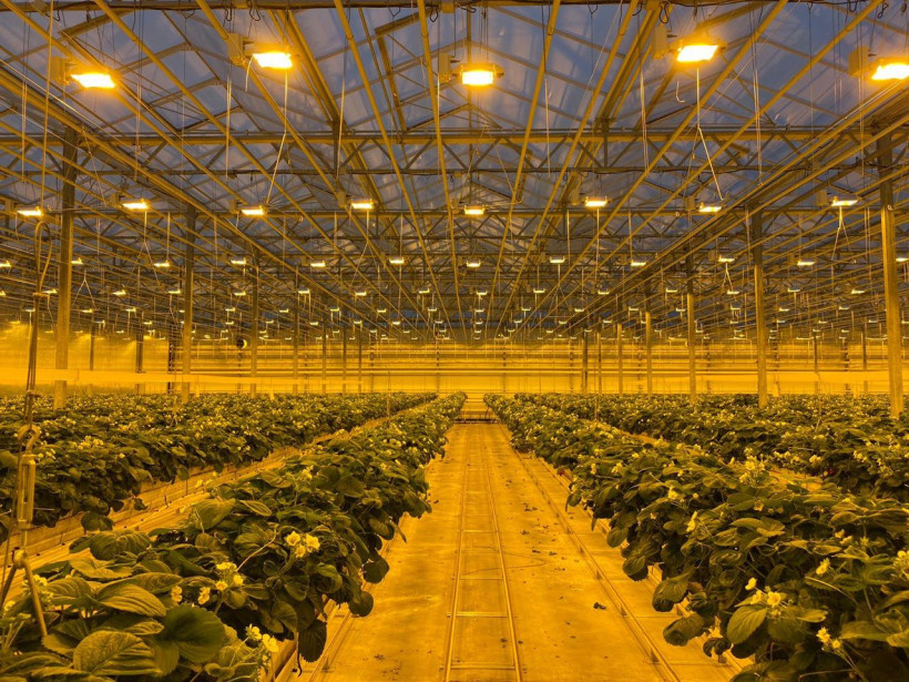 клубника на гидропонике