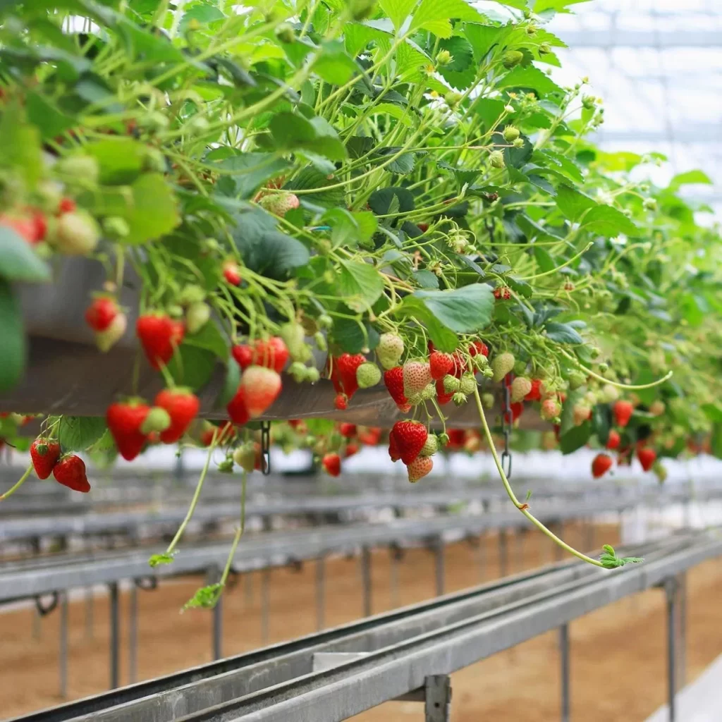 клубника на гидропонике