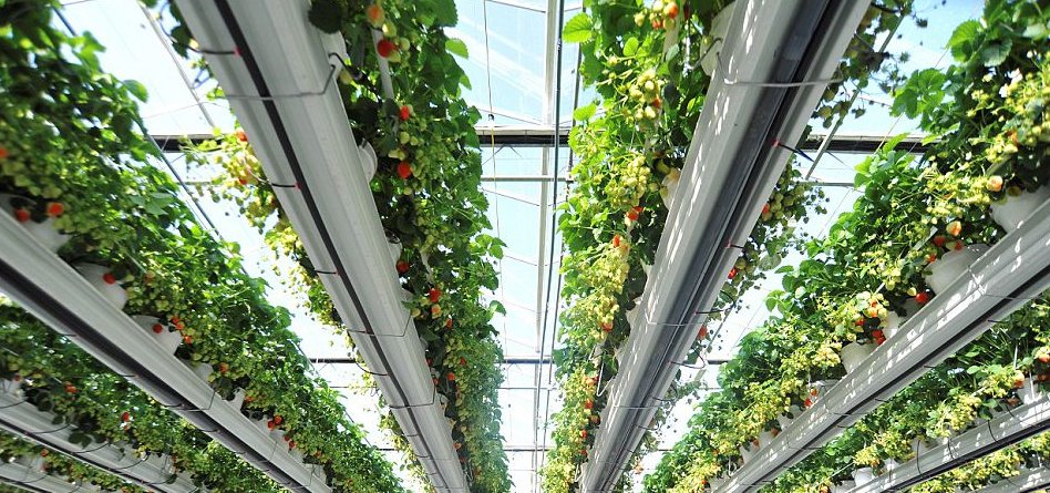 клубника на гидропонике