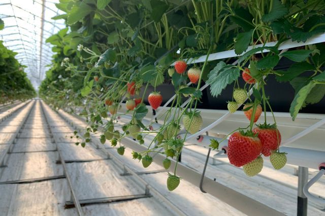 Семьей на сбор урожая!