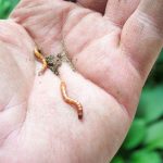 проволочники