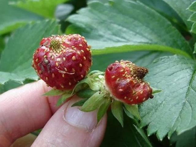 Земляничная нематода