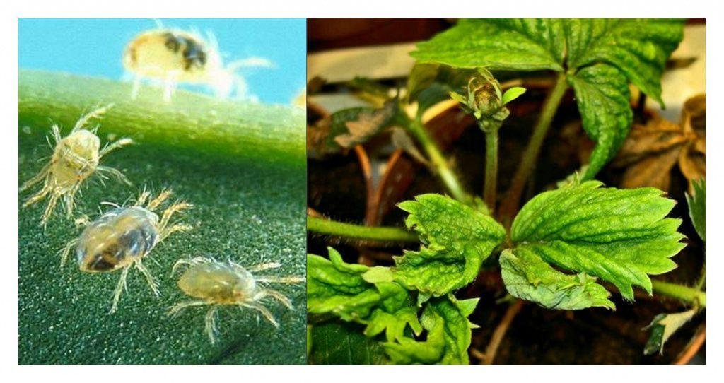 Земляничный клещ