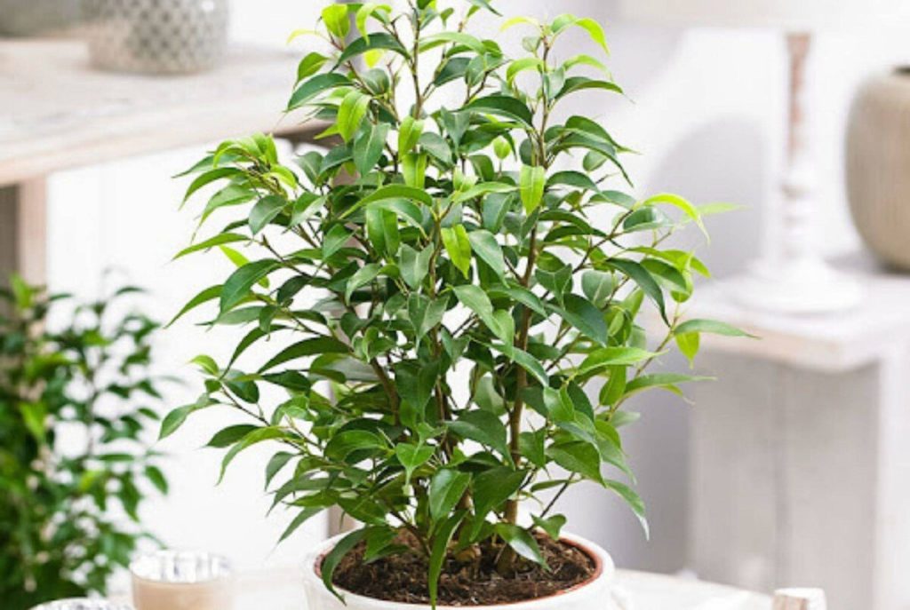 фикус бенжамина