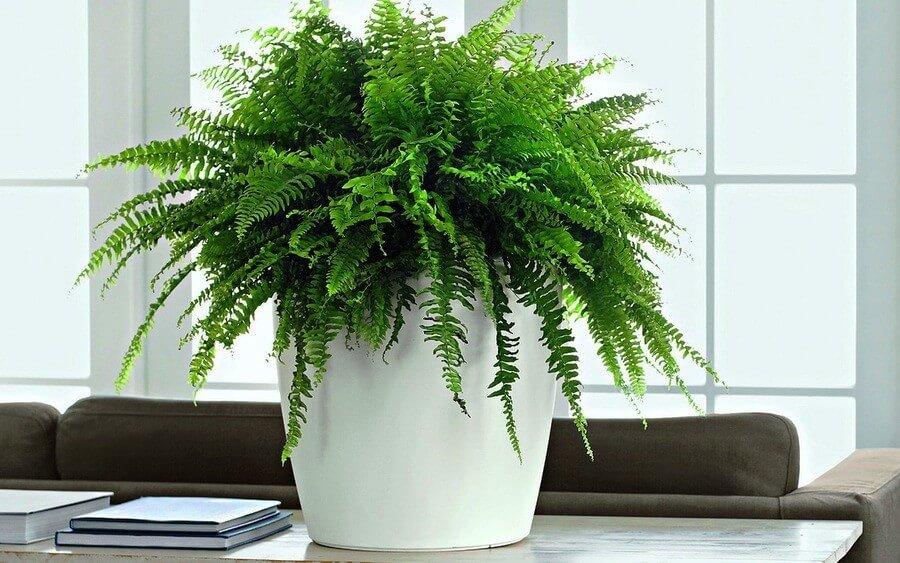 папоротники