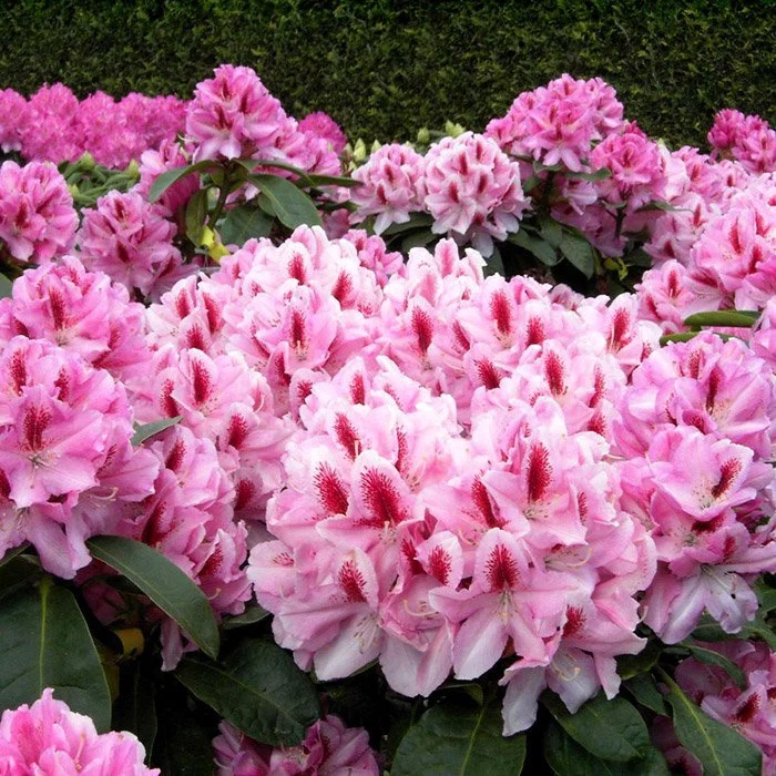 Рододендрон