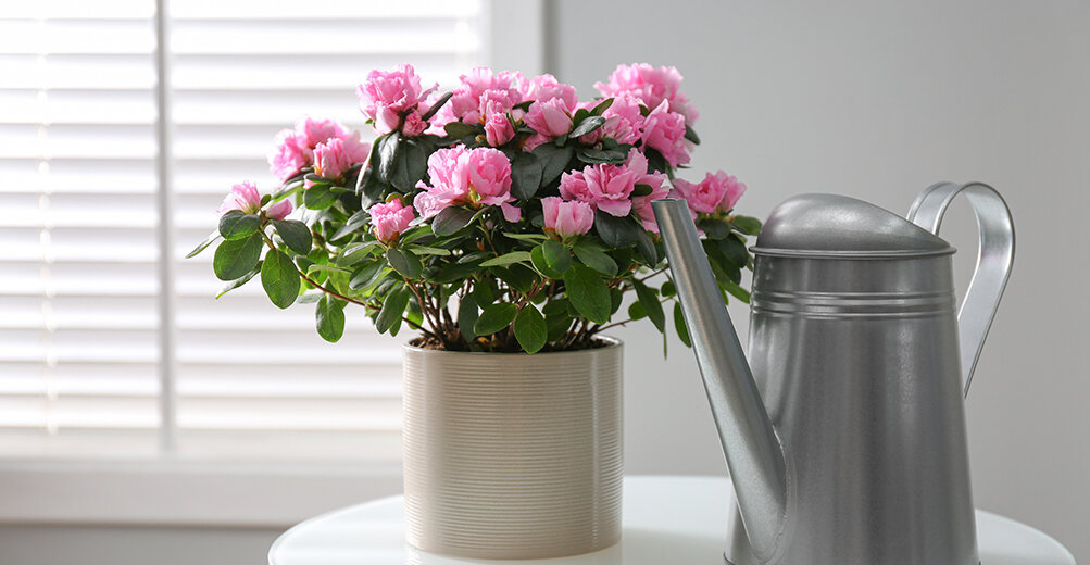 азалия комнатная