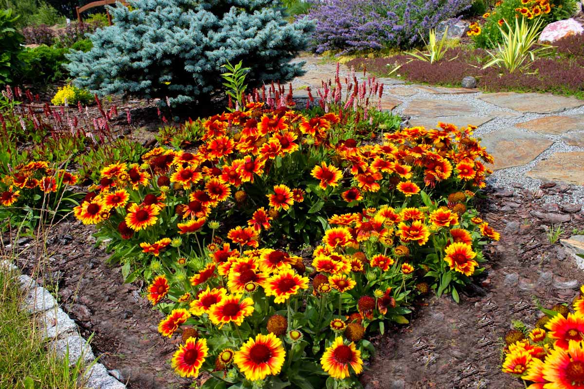 Гайлардия Остистая