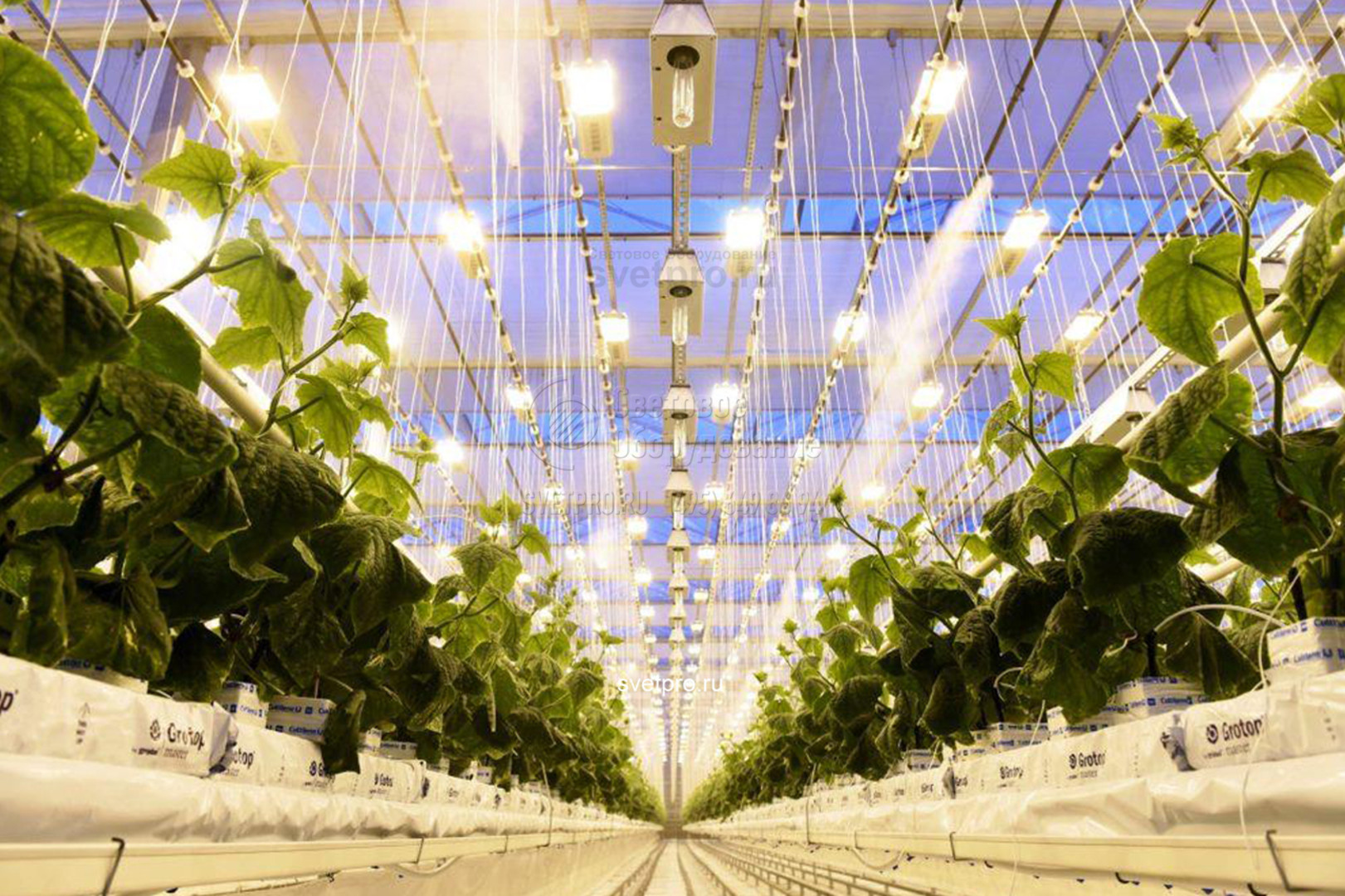 Светодиодное освещение в сельском хозяйстве