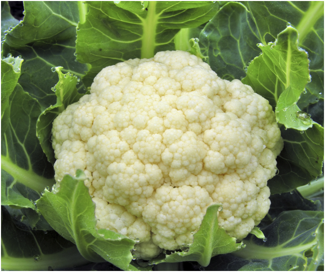 цветная капуста