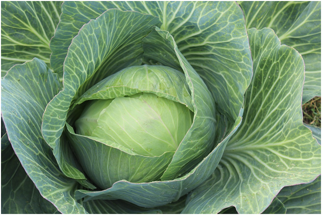 белокачанная капуста