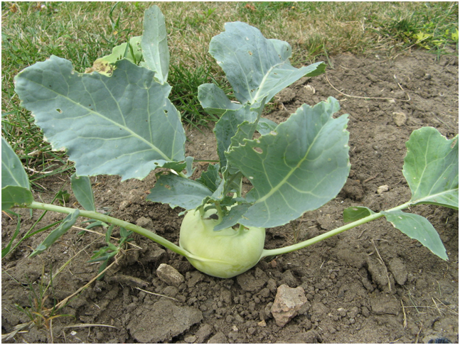 капуста кольраби