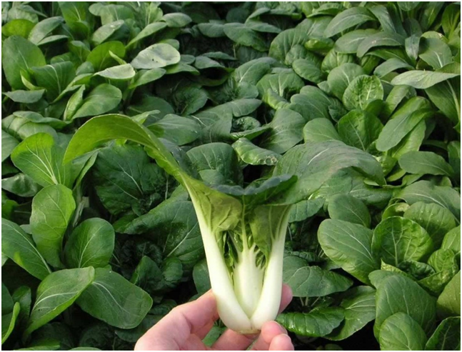 китайская капуста