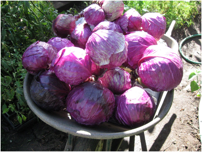 краснокачанная капуста