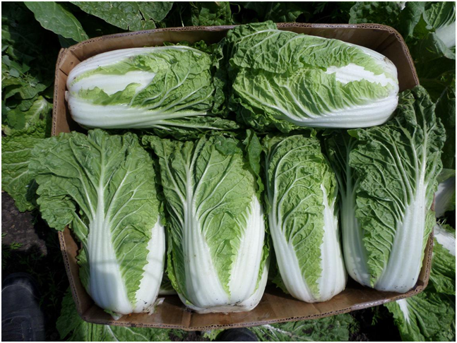 пекинская капуста