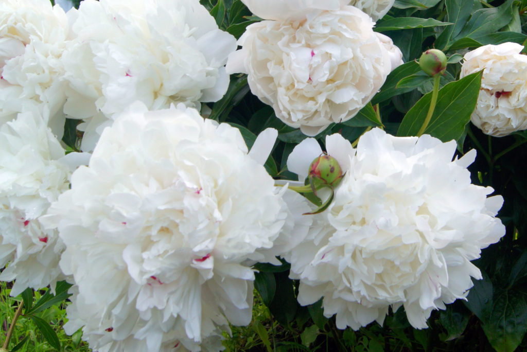 Дюшес де Немур пион