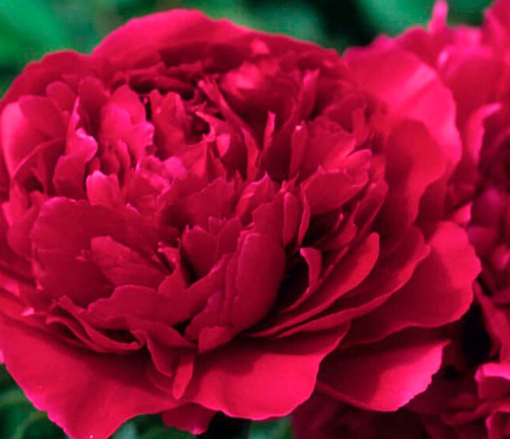 пион Карл Розенфельд