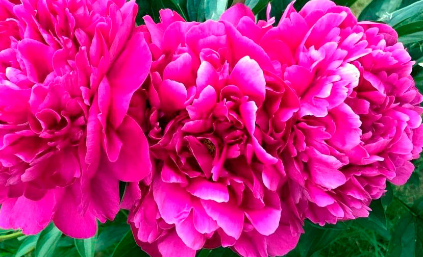 Феликс Крусс пион