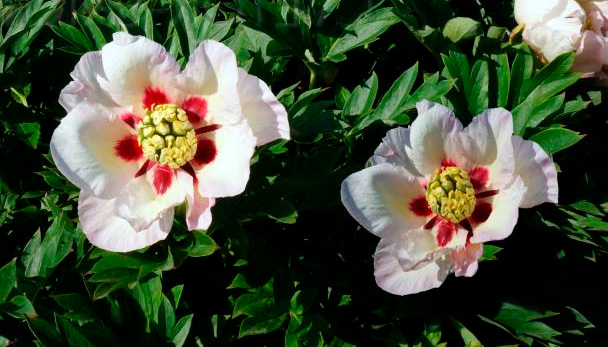 Пастель Сплендор пион