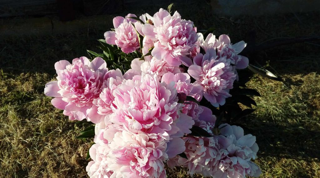 уход за пионами