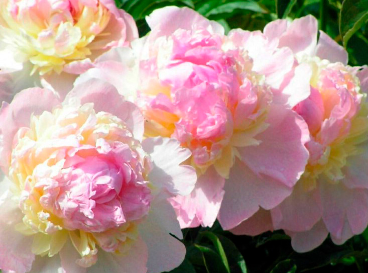 Распберри Сандей пион