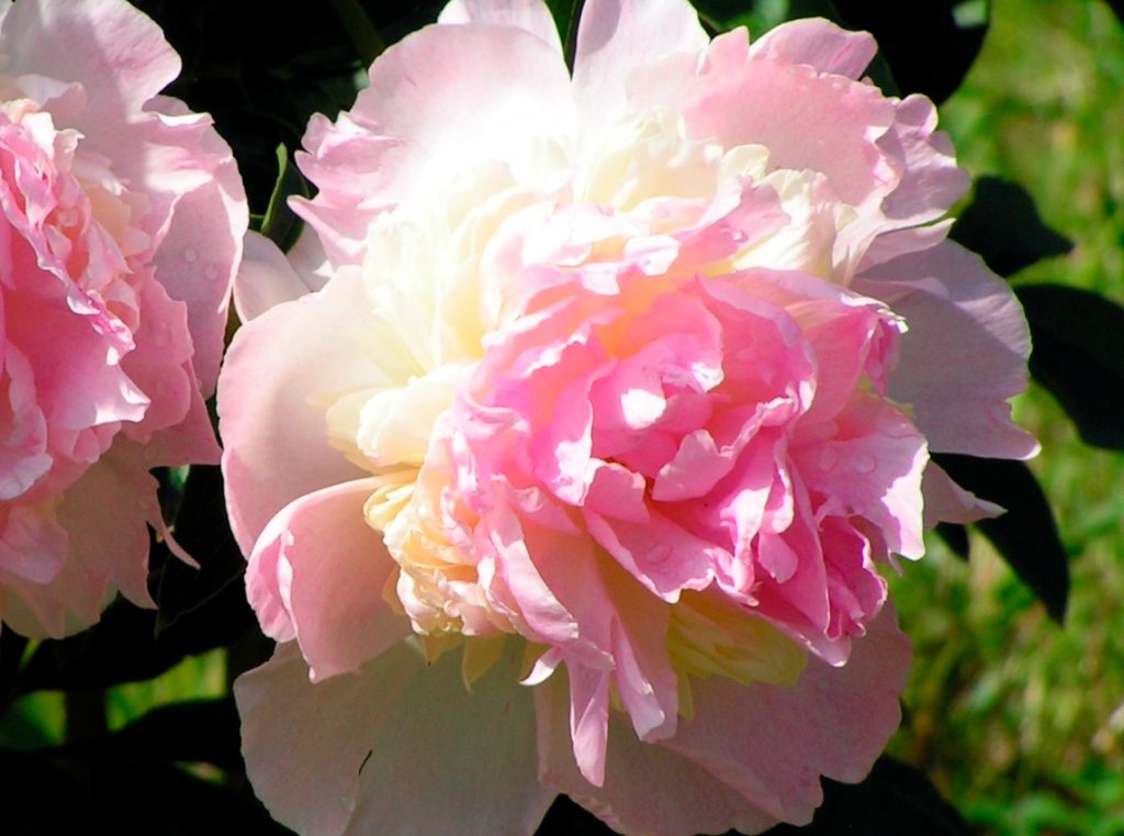 Распберри Сандей пион