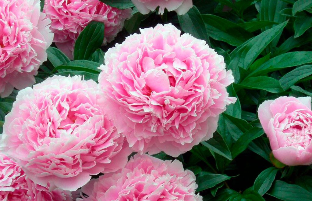 Сара Бернар пион