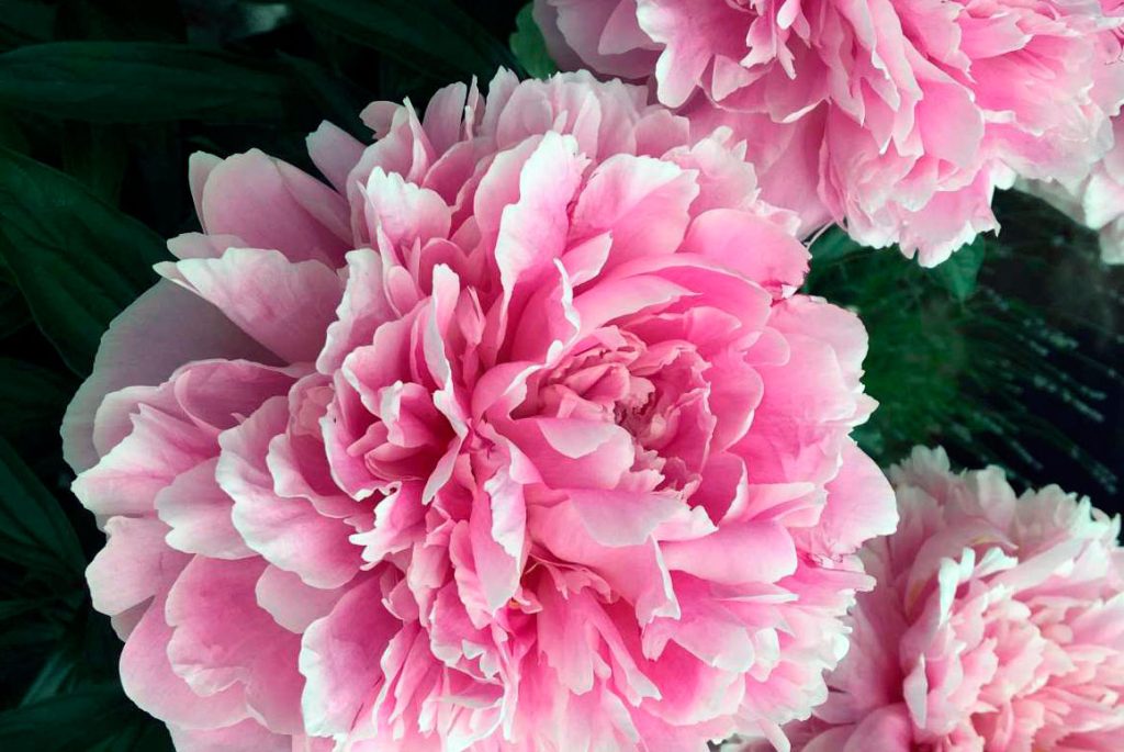 Сара Бернар пион