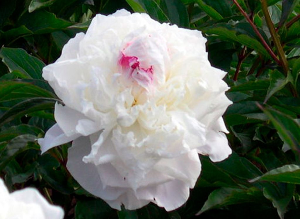 Ширли Темпл пион