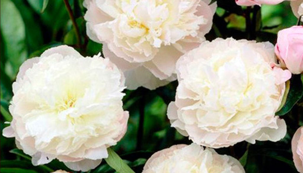 Ширли Темпл пион