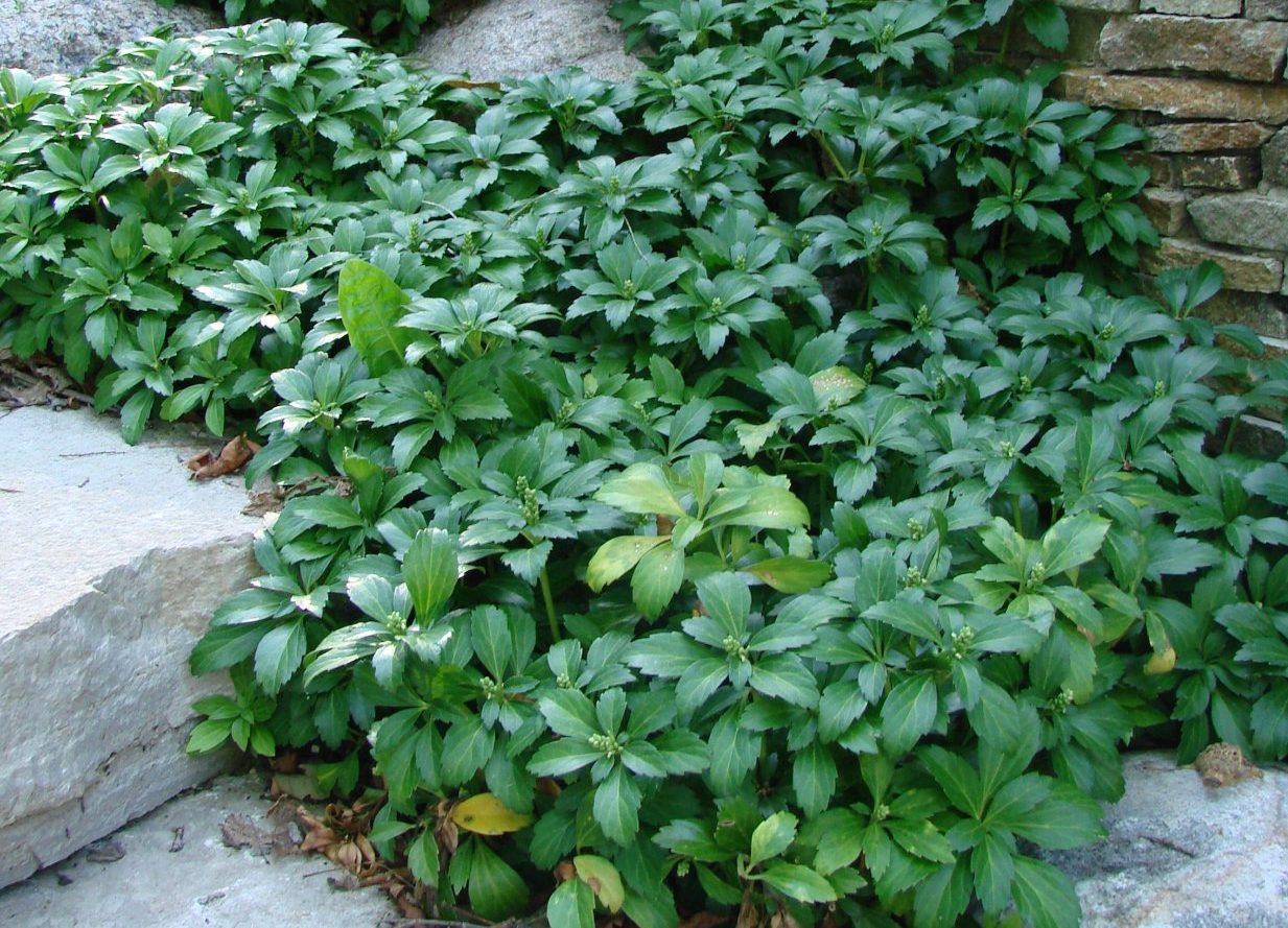 Пахизандра верхушечная