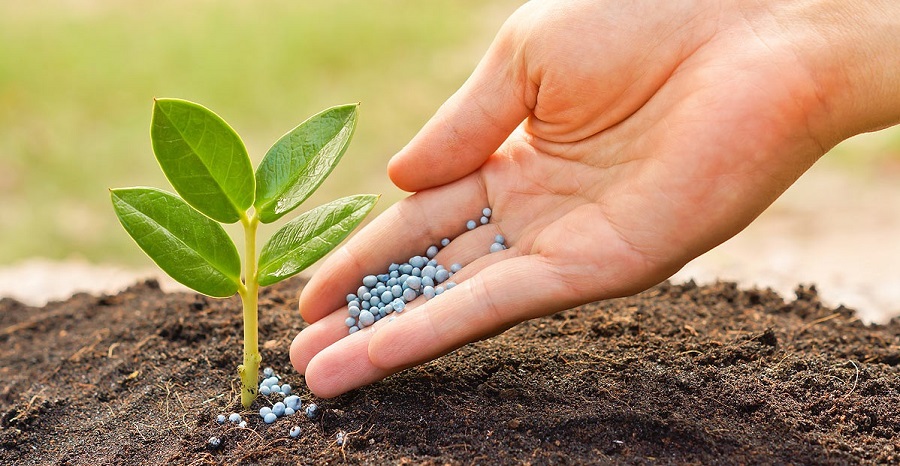 Органические или минеральные удобрения, что выбрать?