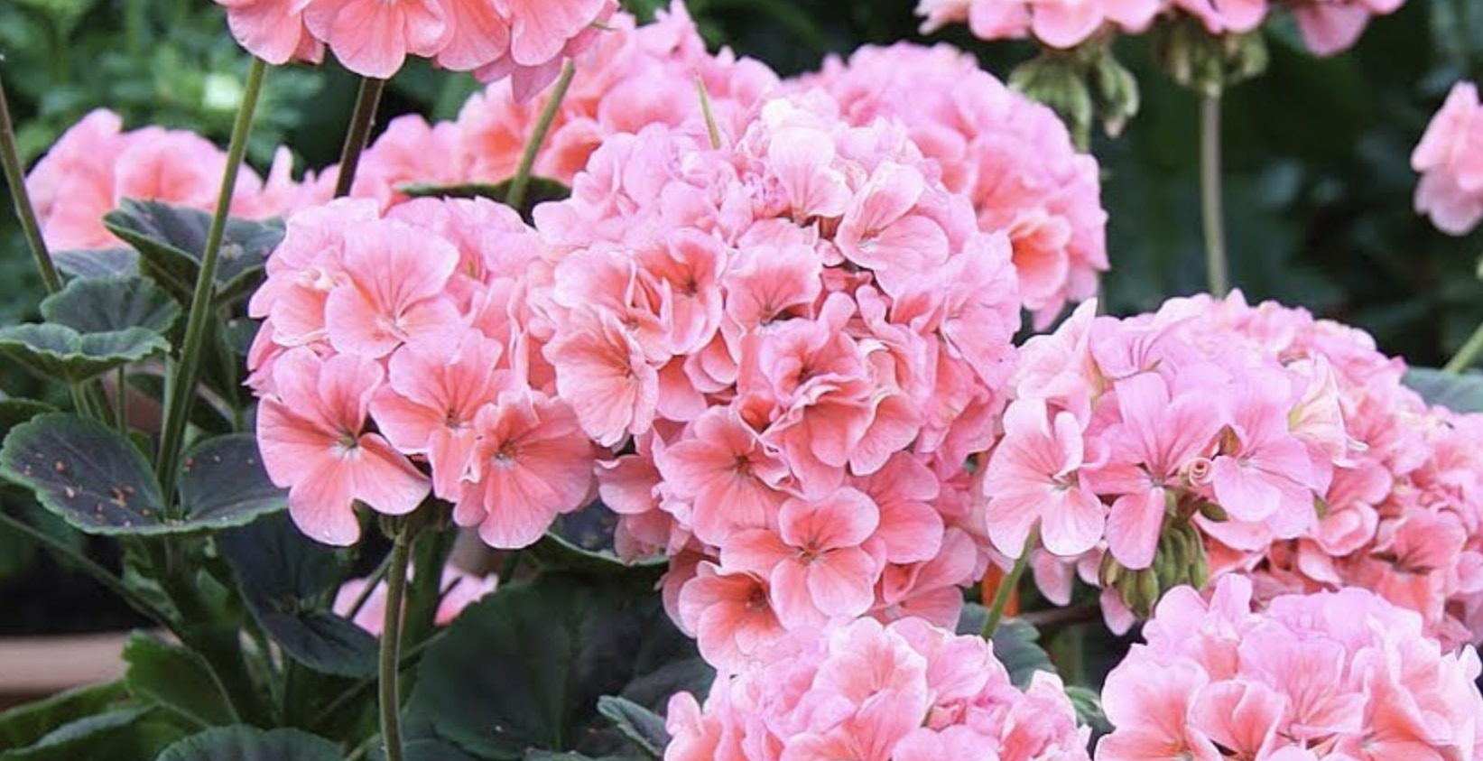 Bulls eye Light Pink