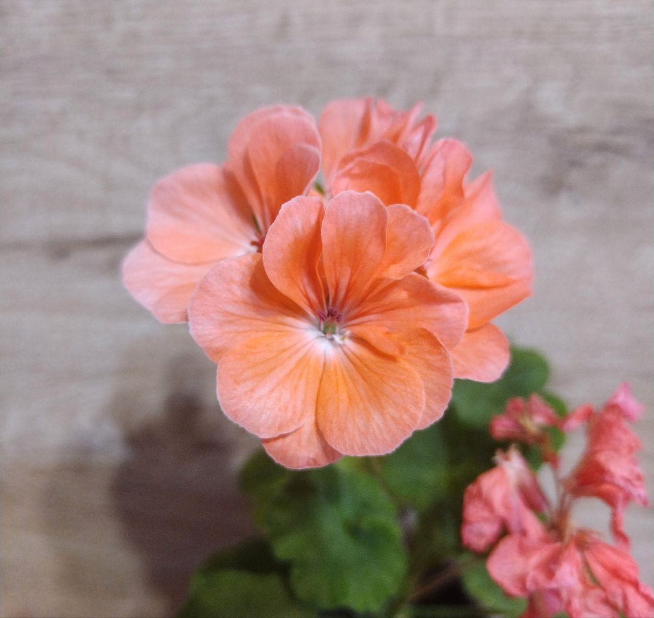 Maverick Light Salmon