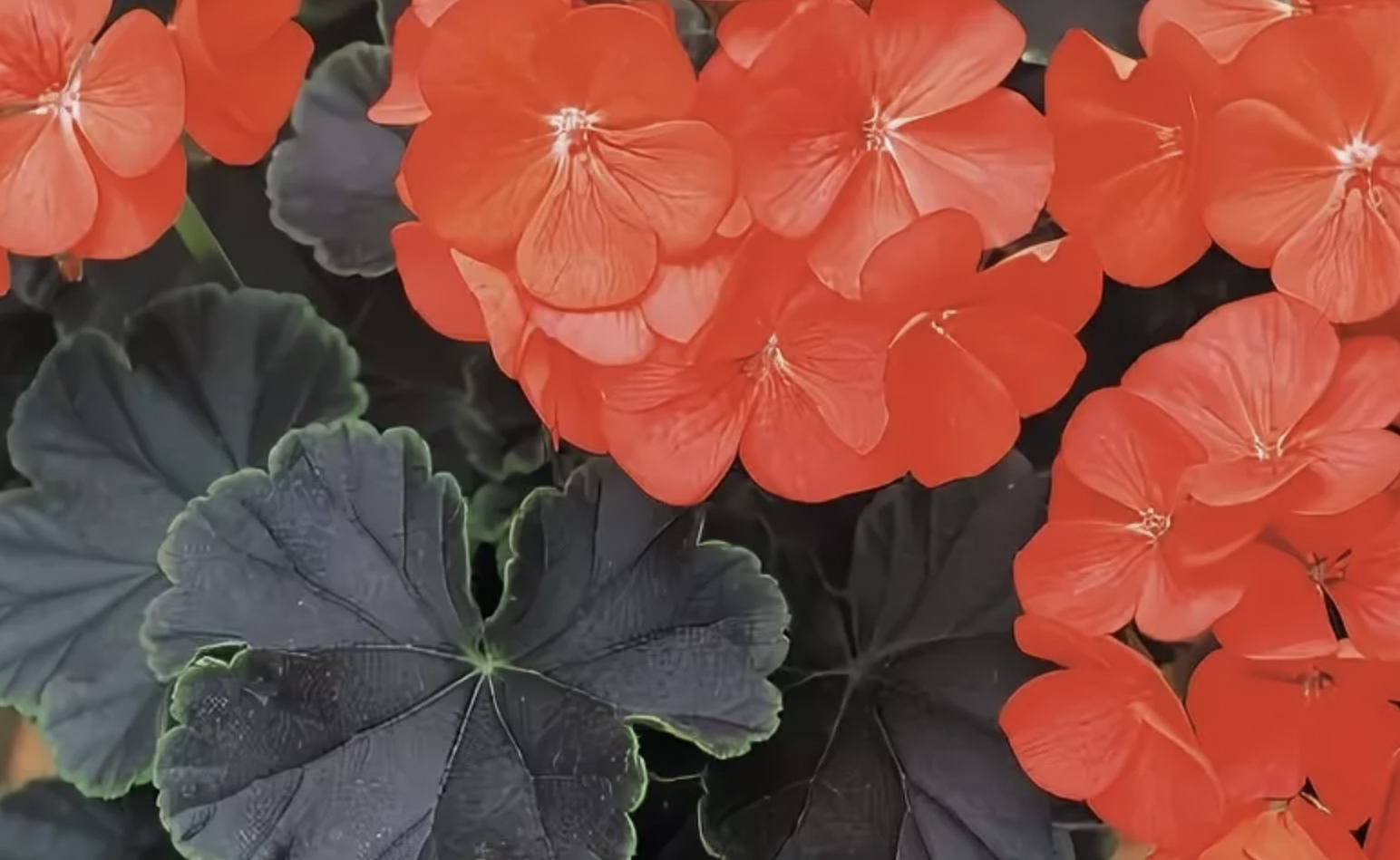 Black Velvet Scarlet